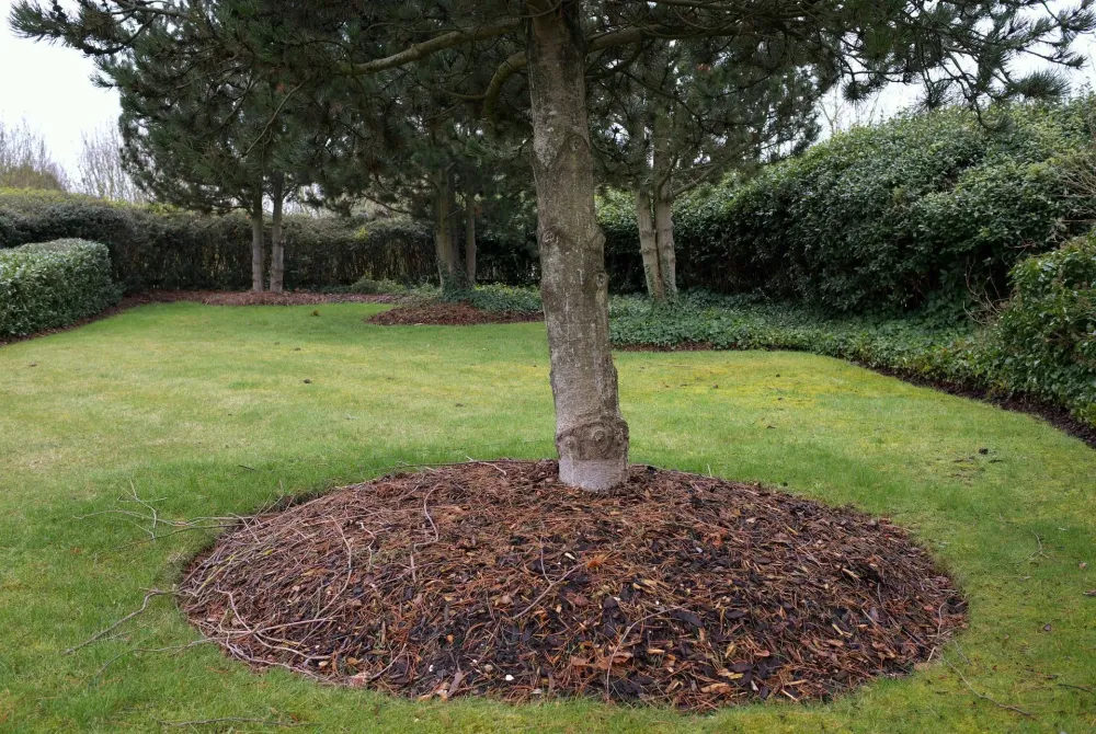 Entretien arbres