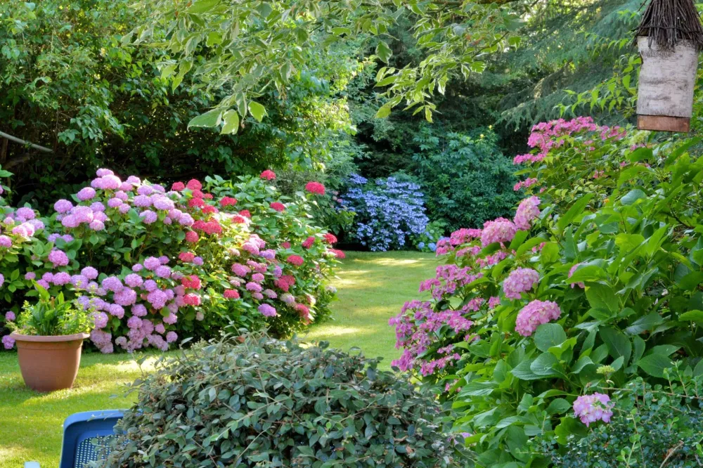 Fleurs jardin